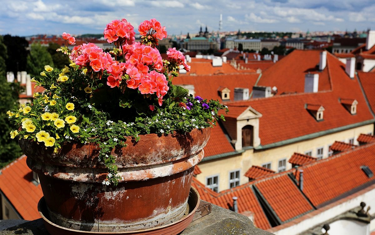 Květináč na okně, v dáli město (Praha) / foto Jan Kovář www.jankovar.cz 